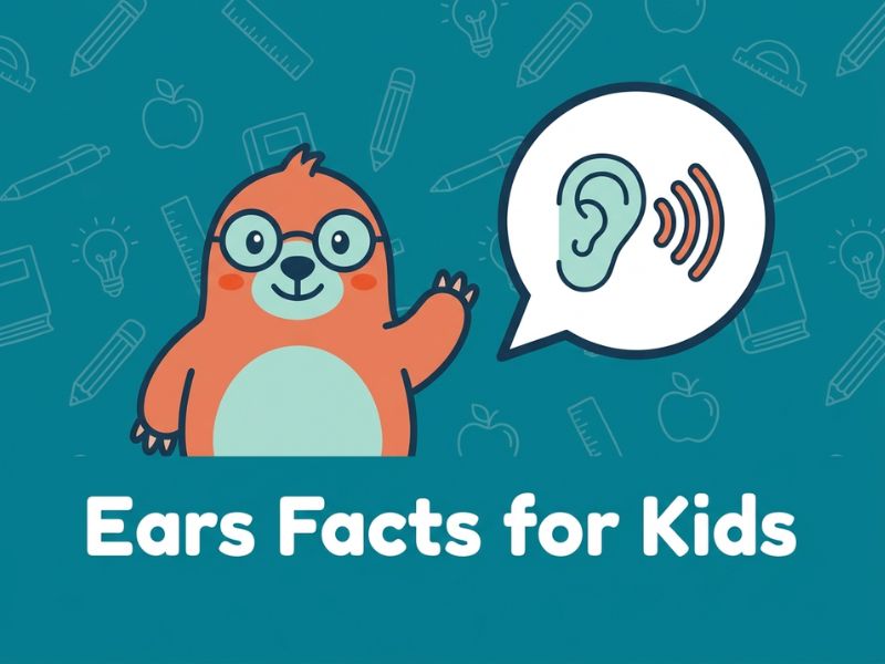 Ears Facts for Kids: How Hearing and Balance Work