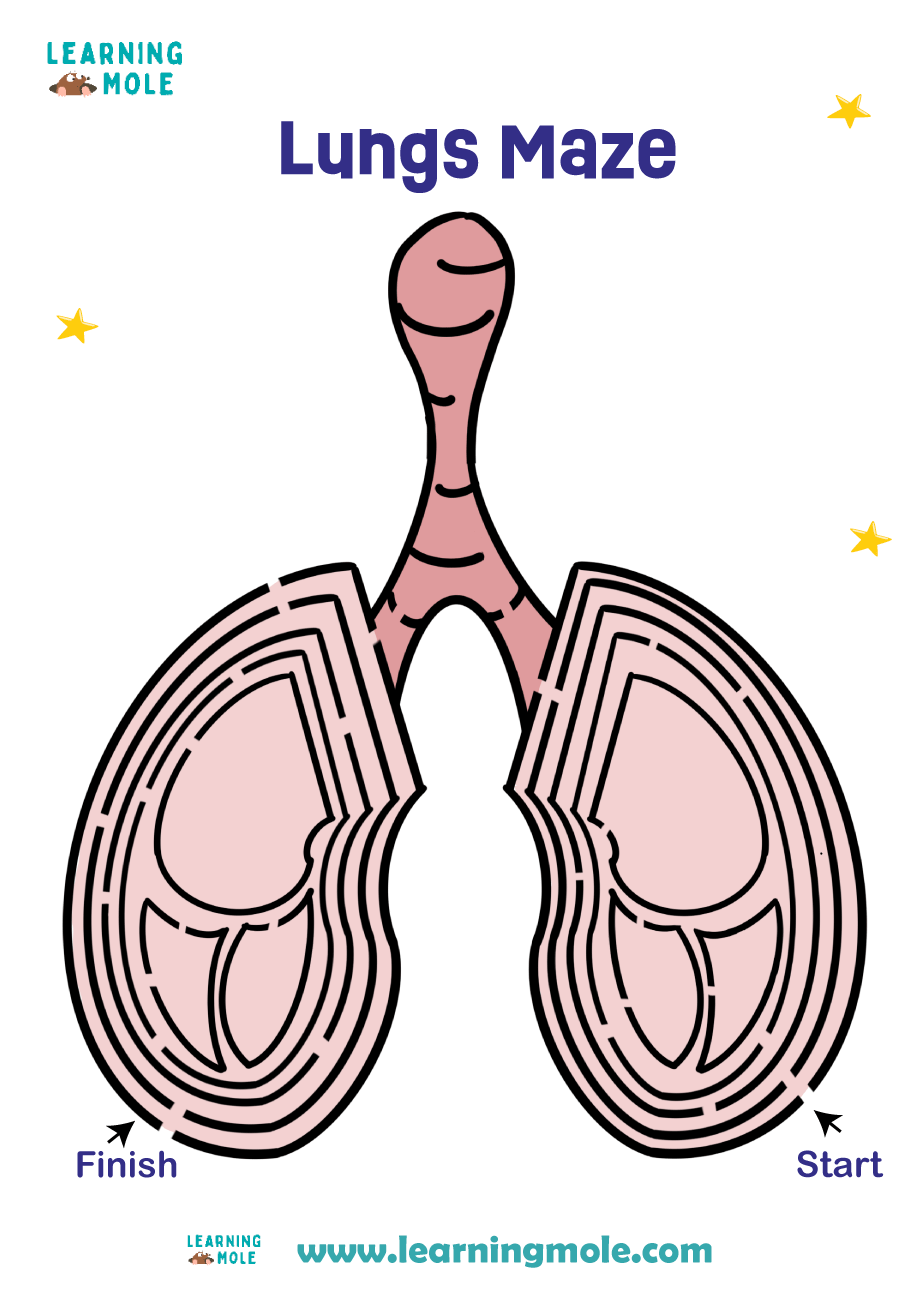 Lungs Activity