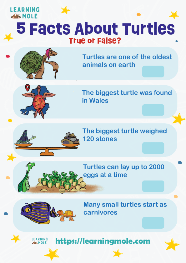 Turtle Facts Activity