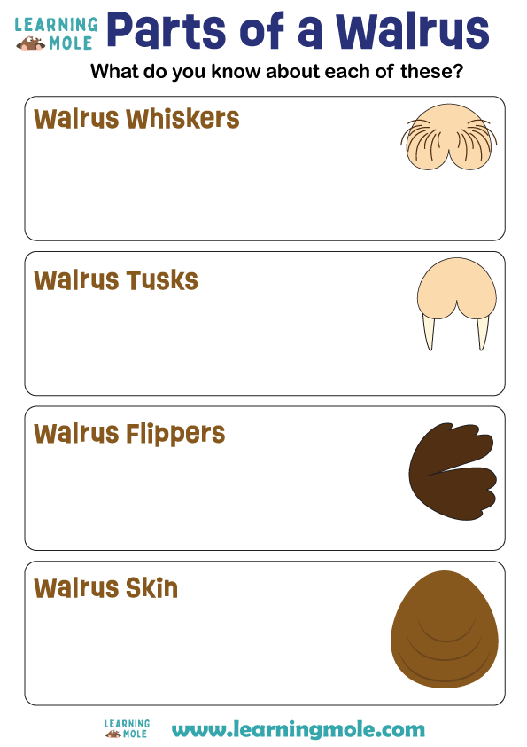 Parts of Walrus