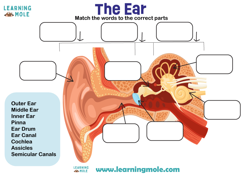 Ears Activity