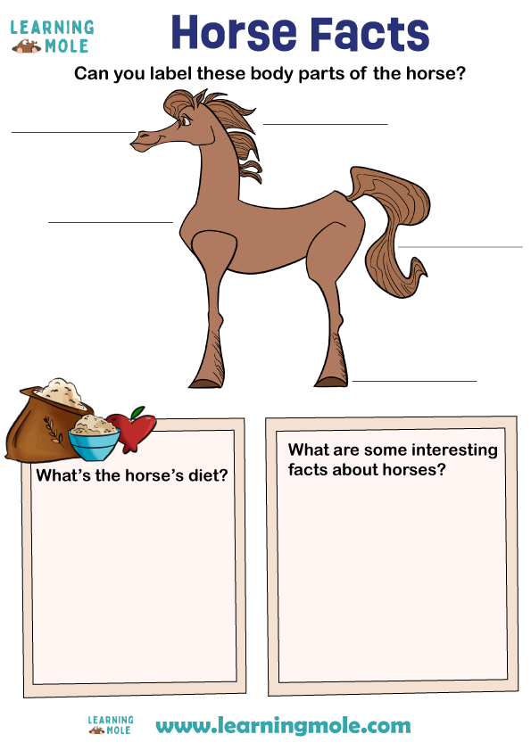 Horse Facts Activity