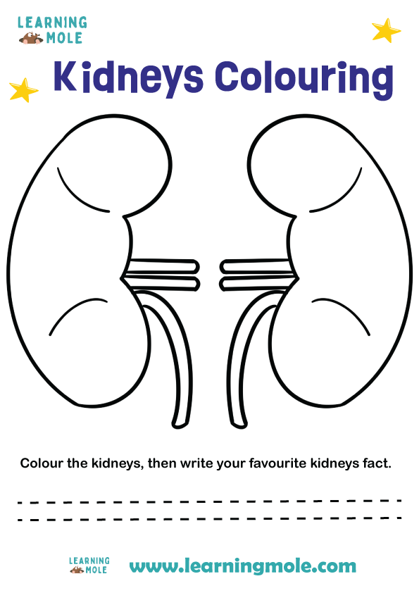 Kidneys Activity