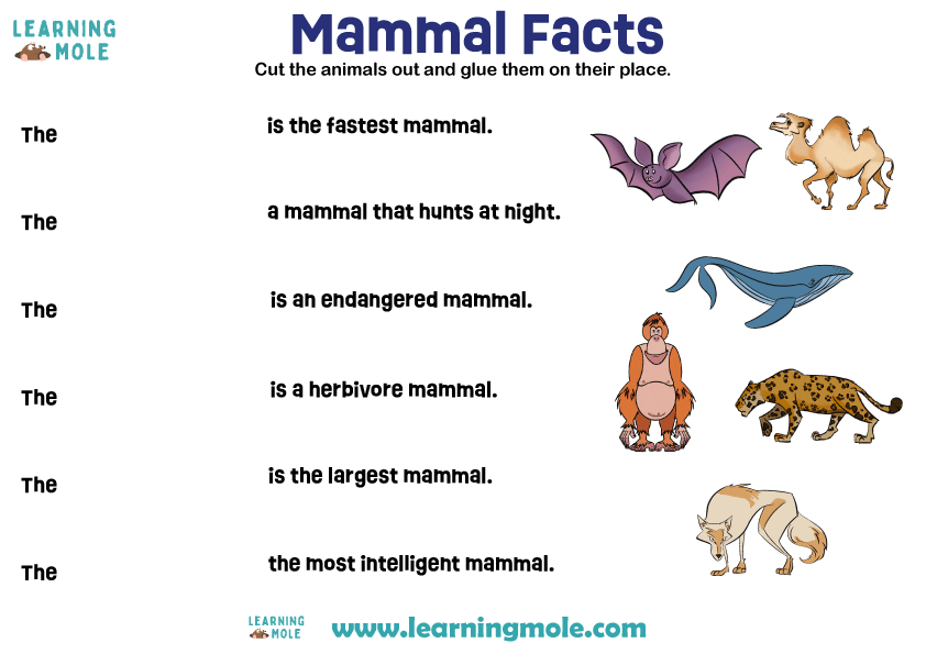Mammals Activity
