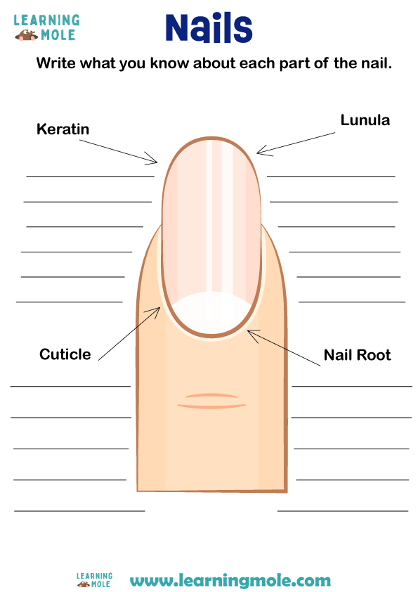 Nails Activity