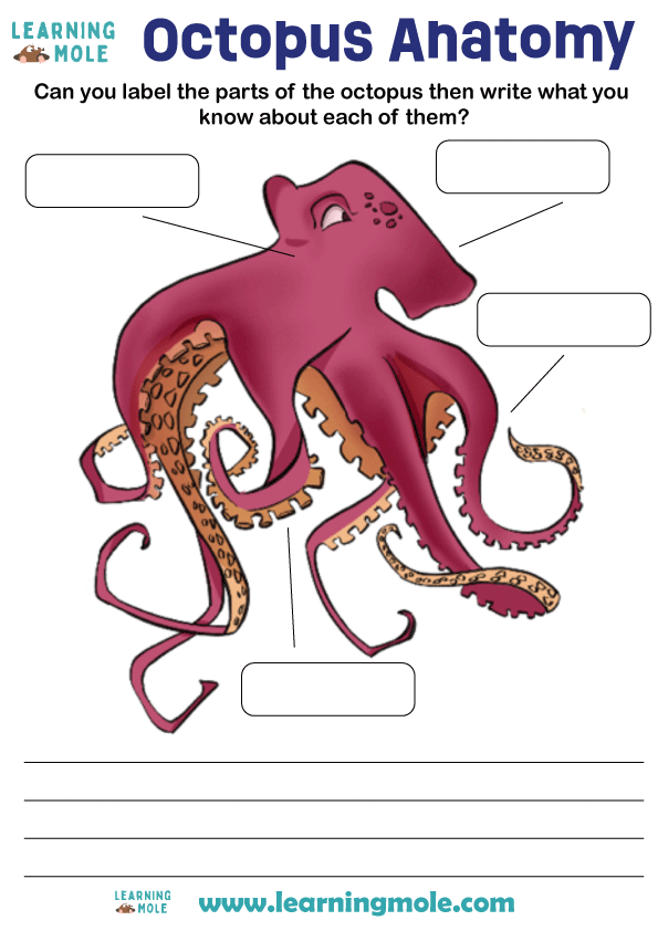 Octopus Activity