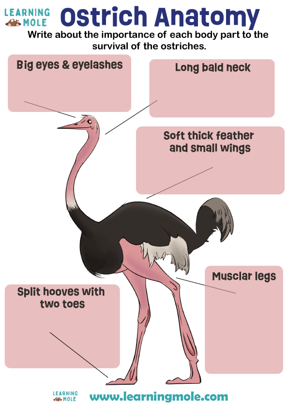 Ostrich Activity