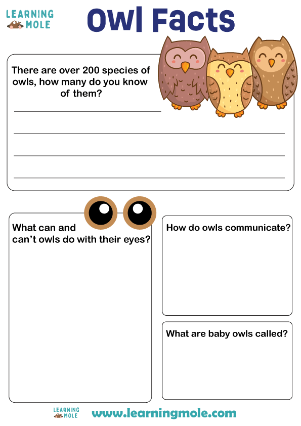 Owl Facts Activity