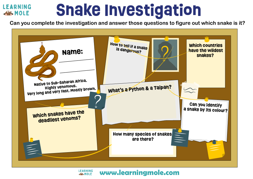 Snake Investigation