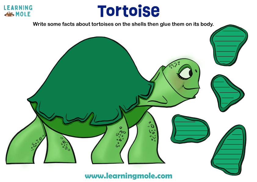 Tortoise Activity