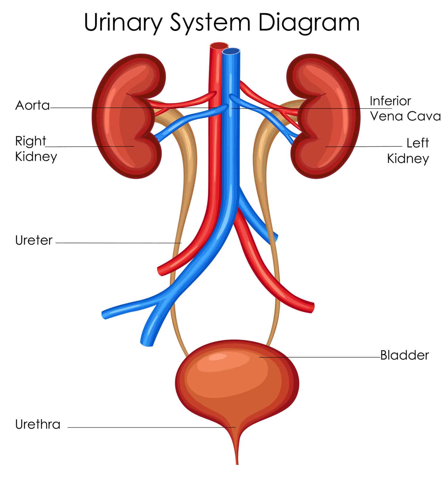 The urinary system.
