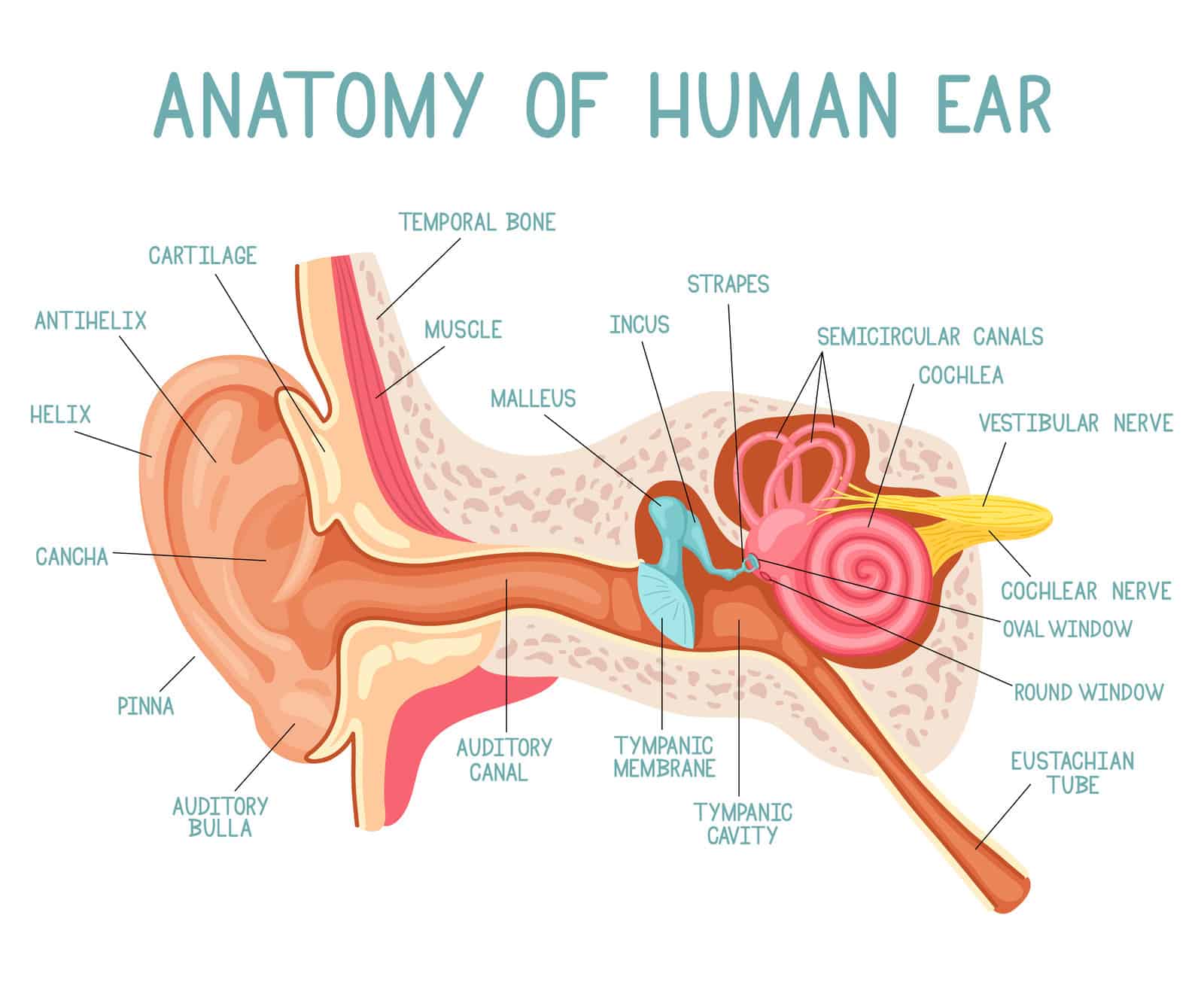 How do ears work