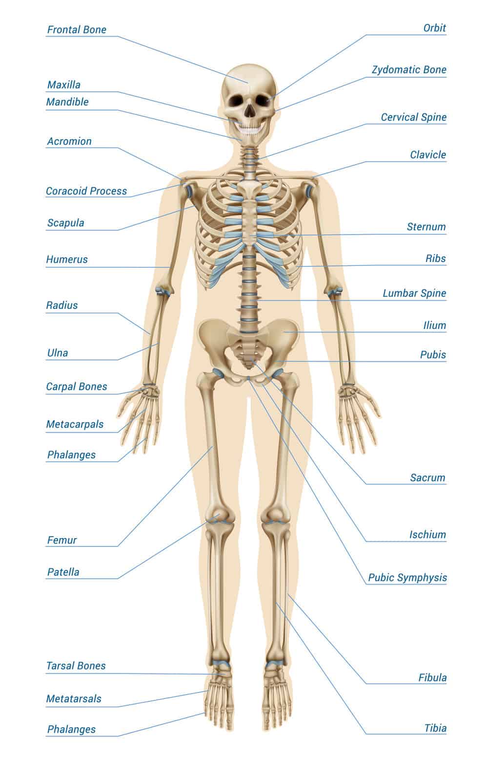 inside the human body LearningMole