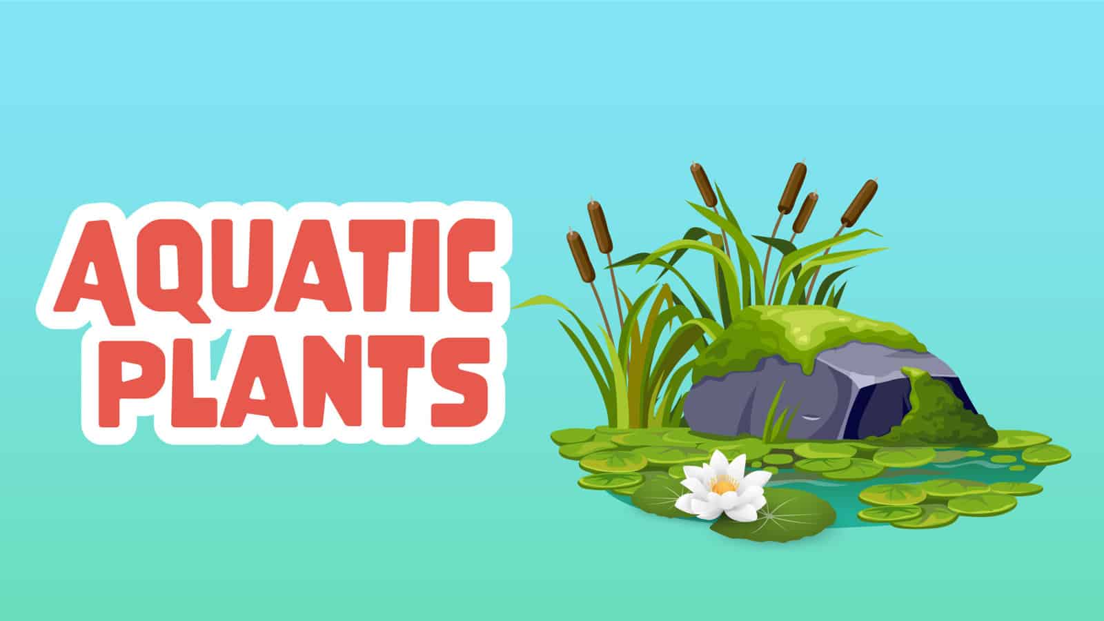 Aquatic Plants Facts for Kids – 5 Powerful Facts about Aquatic Plants