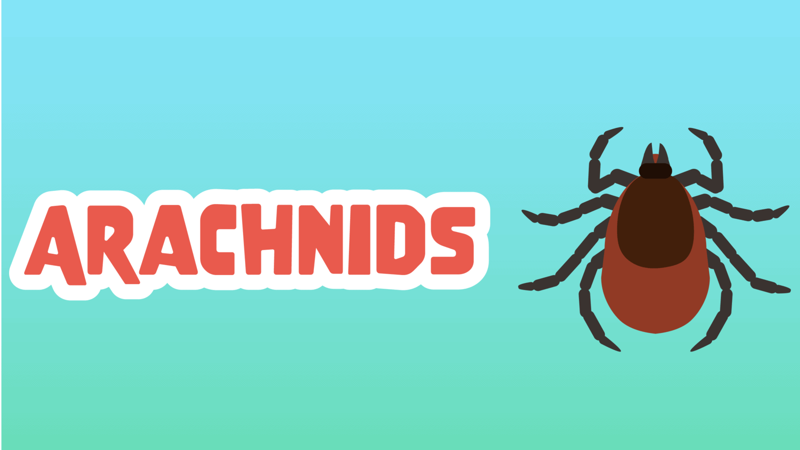 Arachnids Facts for Kids – 5 Awesome Facts about Arachnids