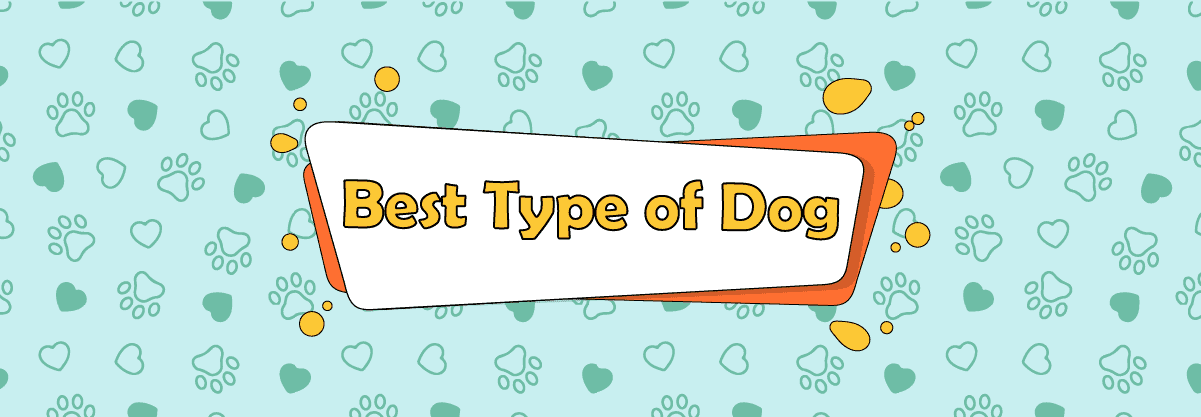 Top 10 Best Dog Types For You To Choose From