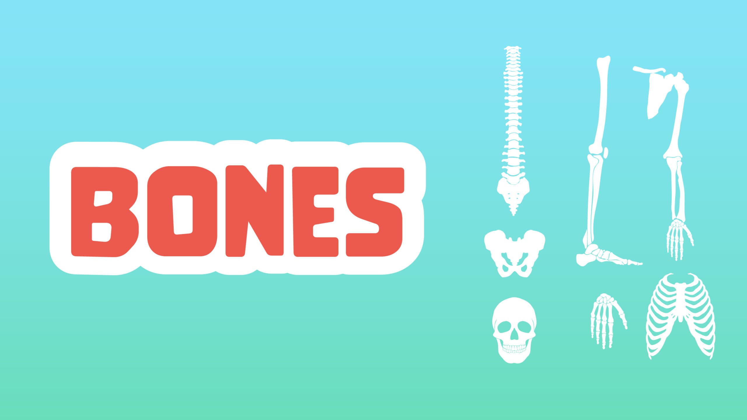 Bones Facts for Kids – 5 Brilliant Facts about Bones