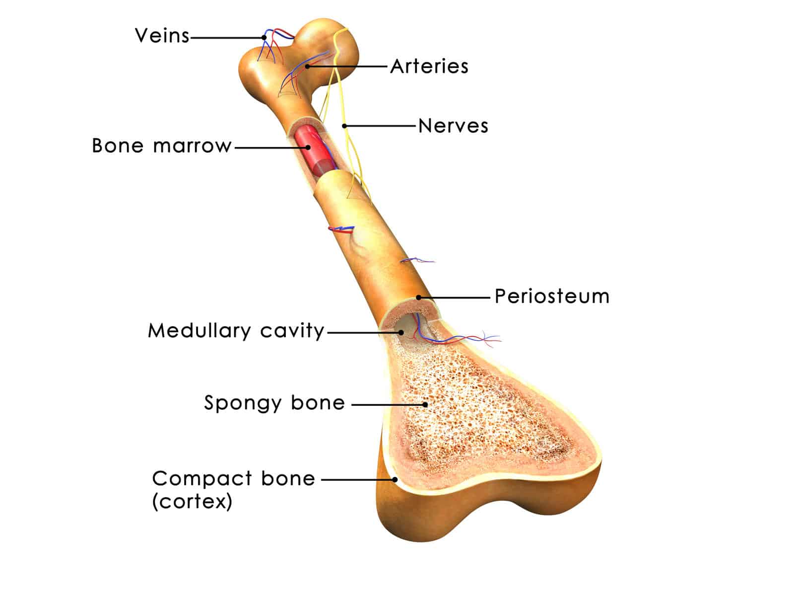 Bone parts. Skeletal system.