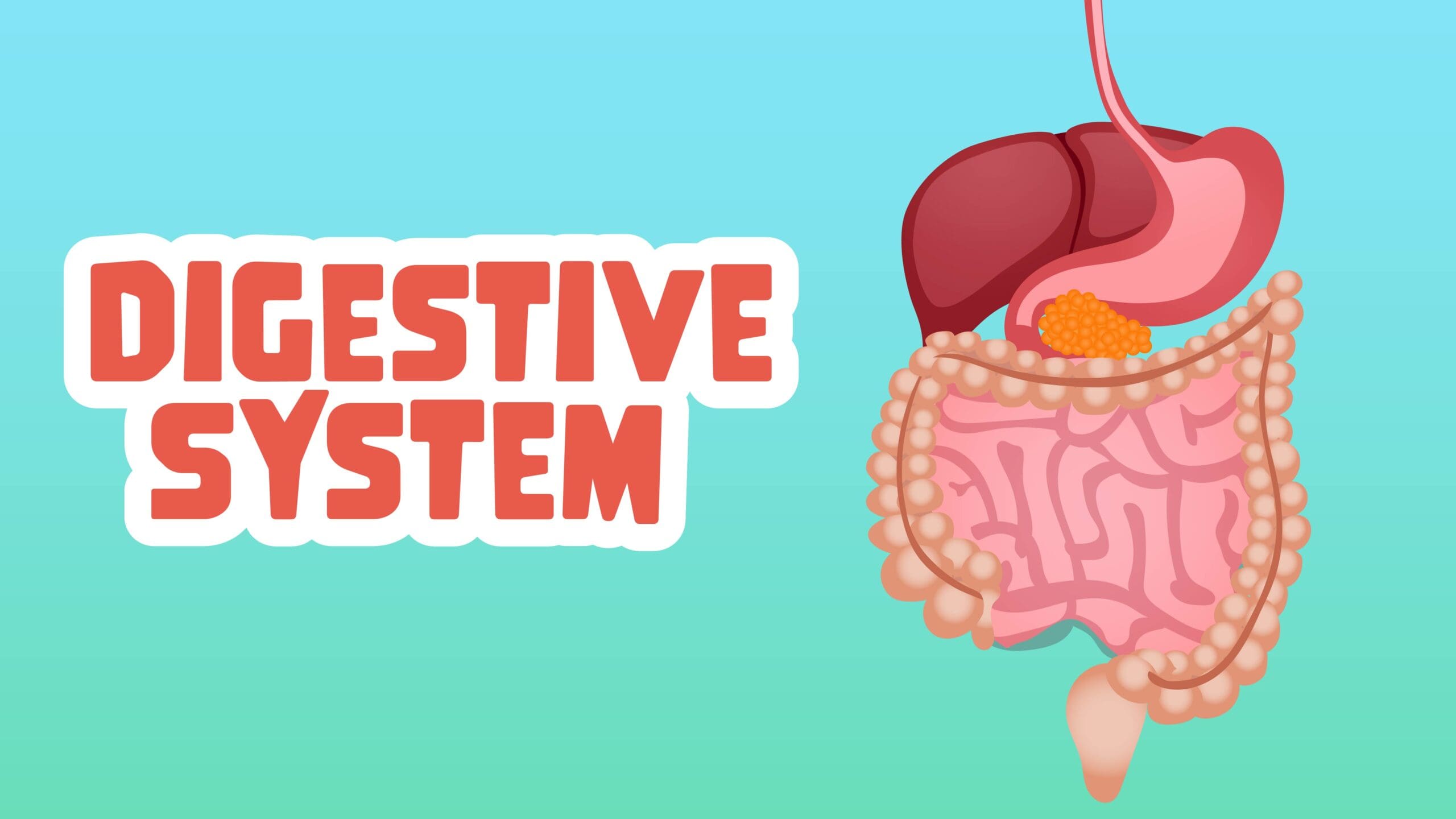 Digestive System LearningMole