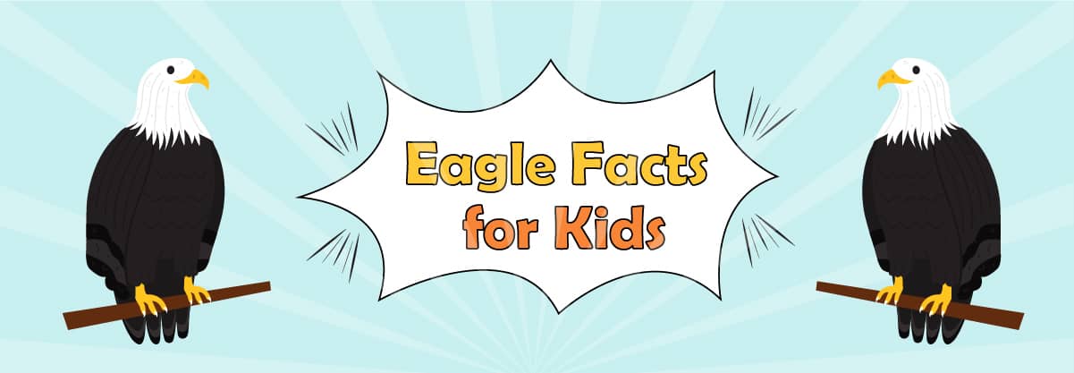 Eagle 10 Surprising Facts About The