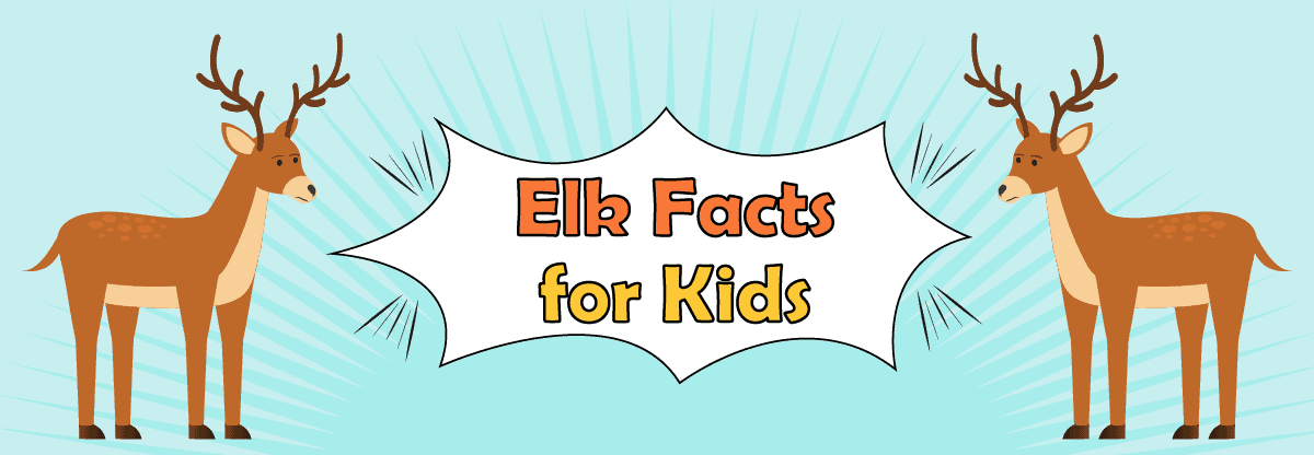 Elk: 8 Fantastic Facts About the Elk for Kids
