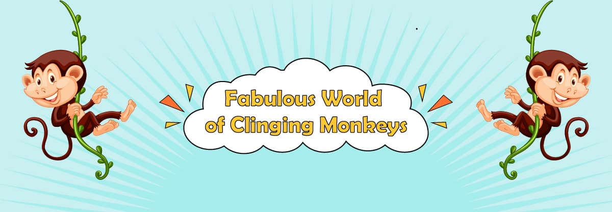 The Fabulous World of Clinging Monkeys