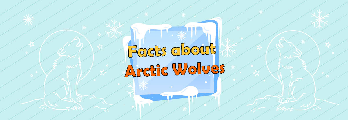 Arctic Wolves: Learn Amazing Facts About the Far North Snow White Predators