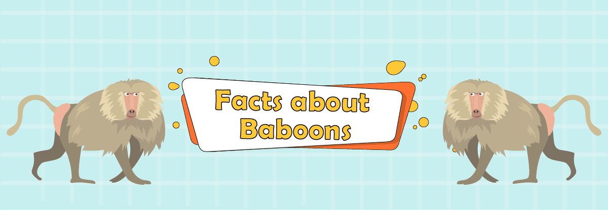 Baboons, how do they work and 10 Interesting Facts about them