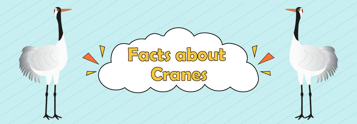 31 Great Facts about Crane Birds