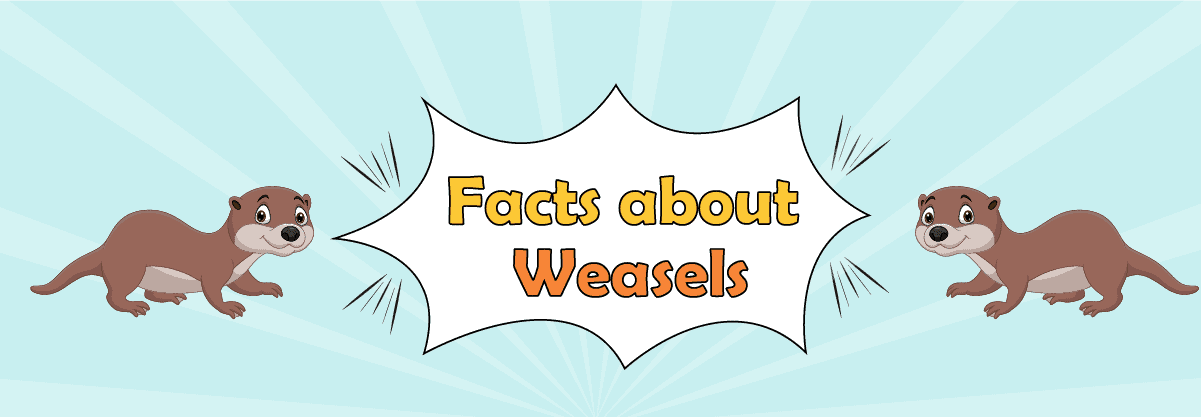 Weasels:10 Strangest Facts about this Little Animal
