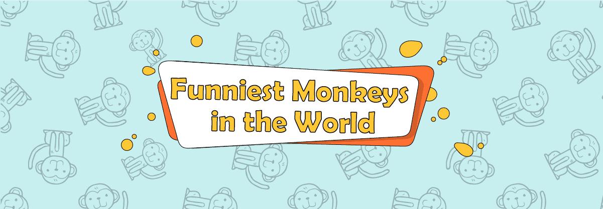 Funniest Monkeys in the World
