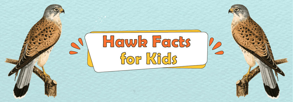 Hawks: Amazing Facts for Kids about the Broad-Winged Raptors