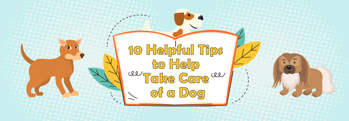 10 Helpful Tips to Take Care of Your Dog