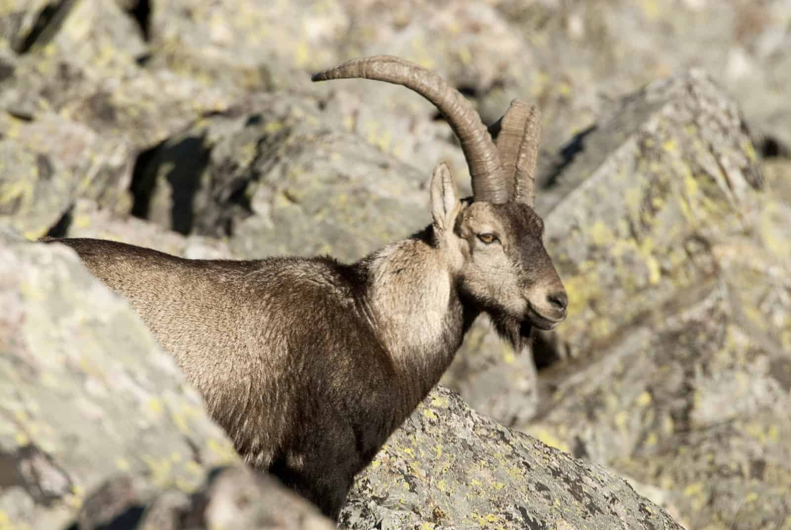 Pyrenean Ibex: The Extinct Spanish Wild Goat That Scientists Tried to Clone