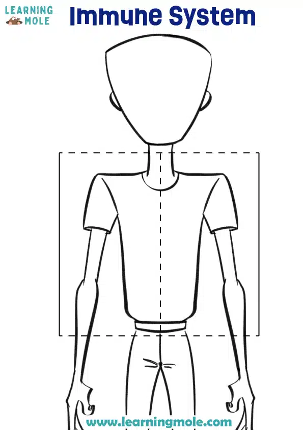 Immune System Activity