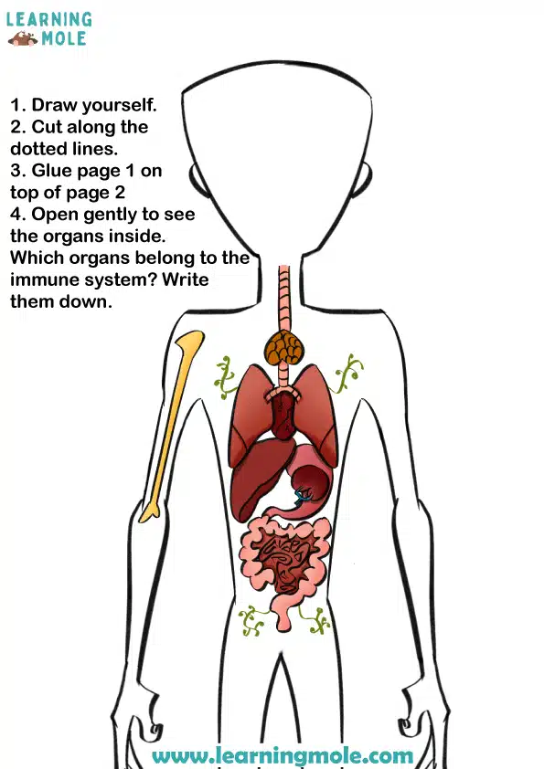 Immune System Activity