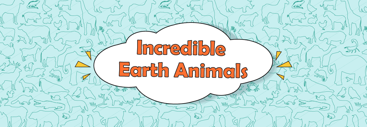 9 Incredible Animals on Earth