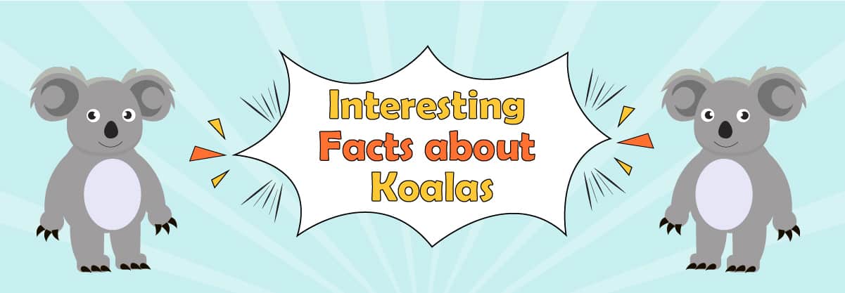 25 Interesting Facts About Koalas