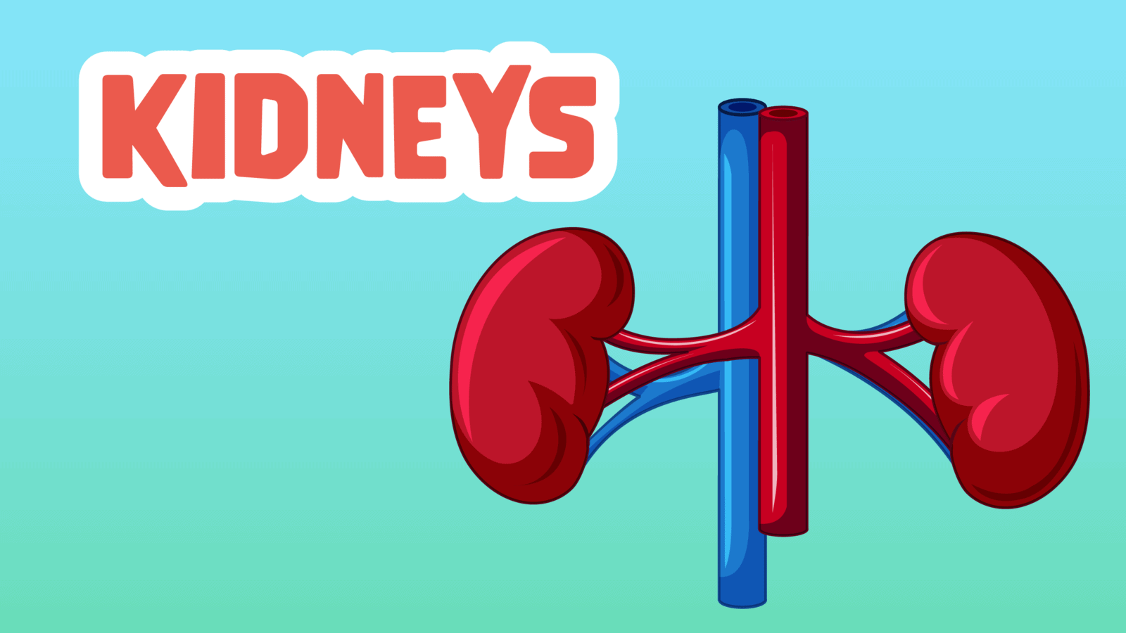 Kidneys Facts for Kids – 5 Cool Facts about Kidneys