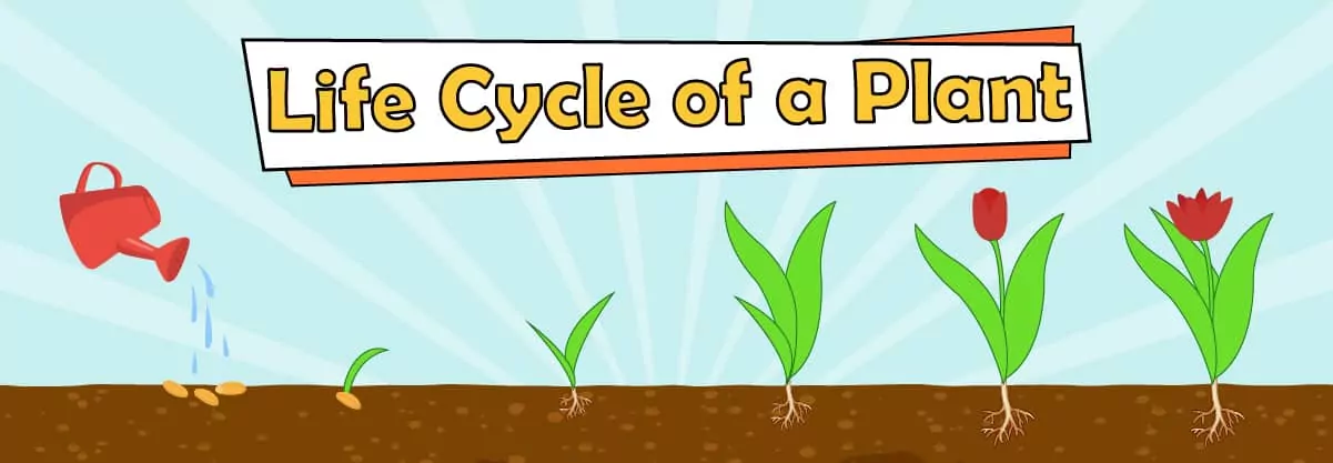 Discover How Plants Grow! The 6 Interesting Stages of Plants Life Cycle