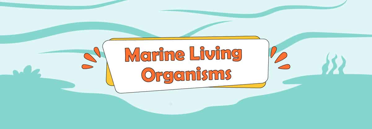 Discover Marine Living Organisms With Us!