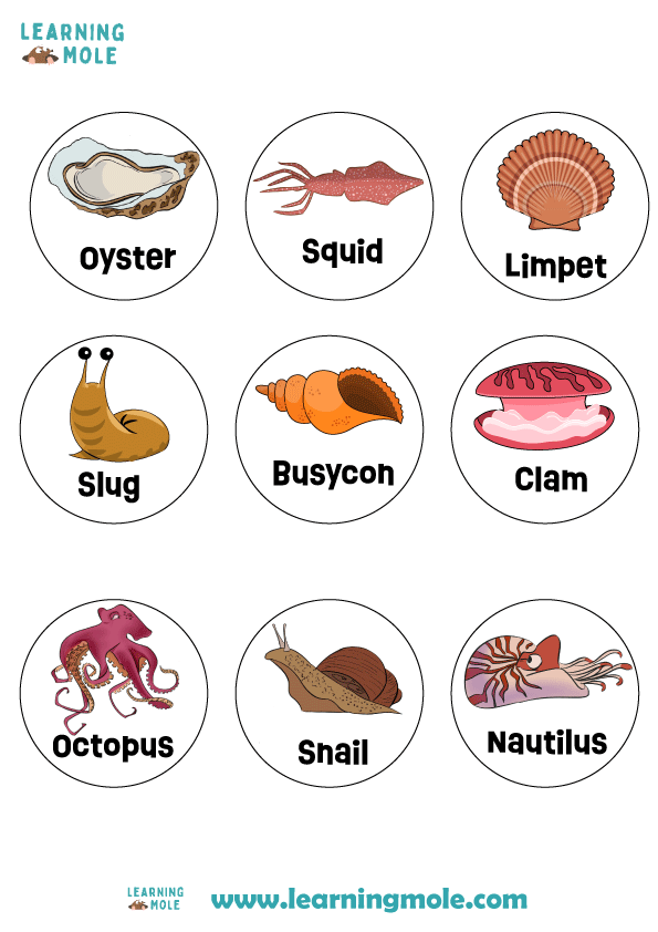Mollusks Activity