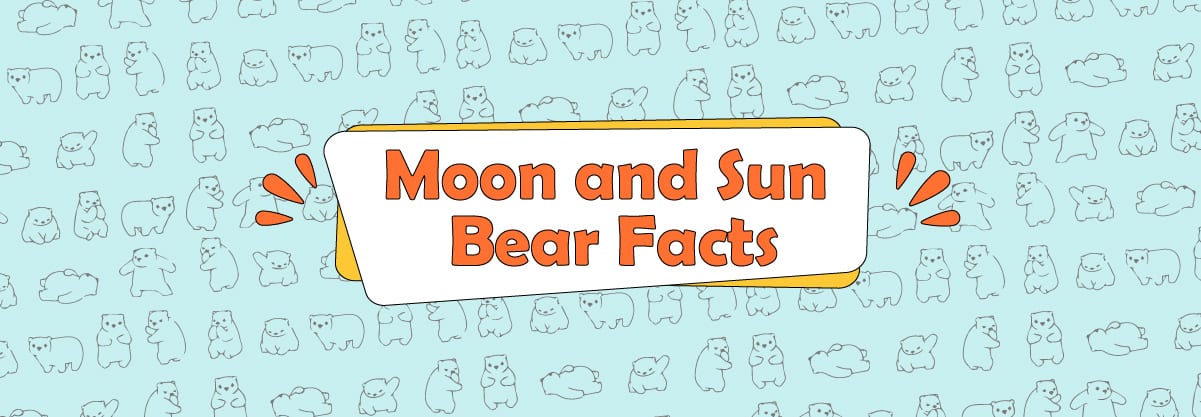 Between Moon Bears and Sun Bears and Why They Both Are Distinct