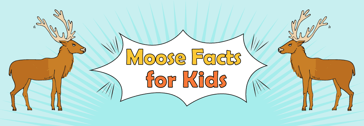 Moose: Facts about An Amazing Mammal