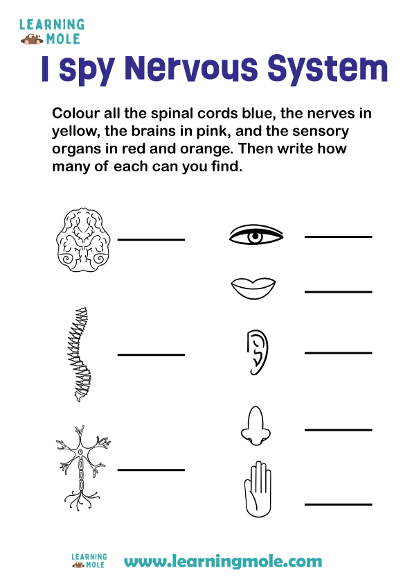 Nervous System Activity