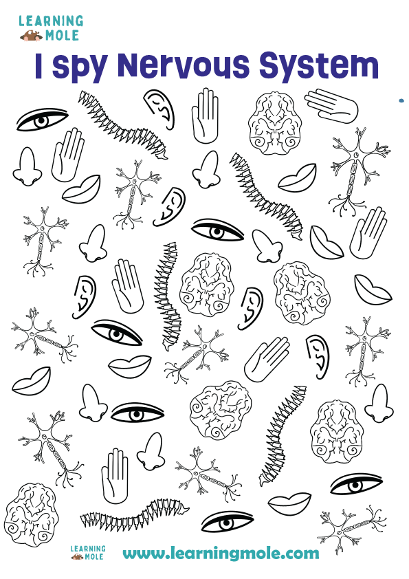 Nervous System Activity