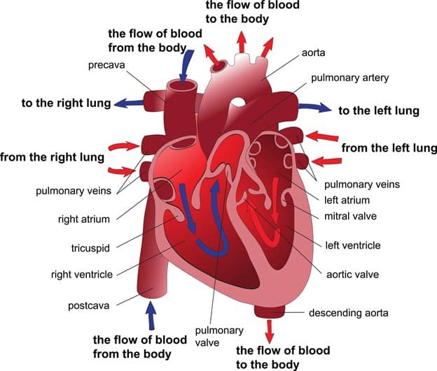 the heart and the cardiovascular system