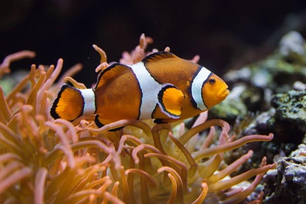 marine living organisms LearningMole