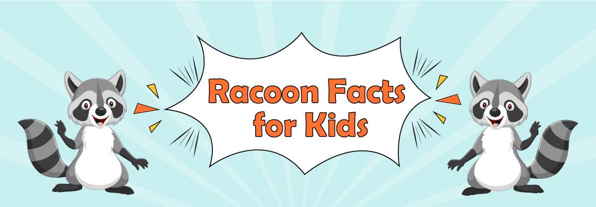Raccoon: Stunning Facts for Kids about the Red Panda’s Grey Cousin