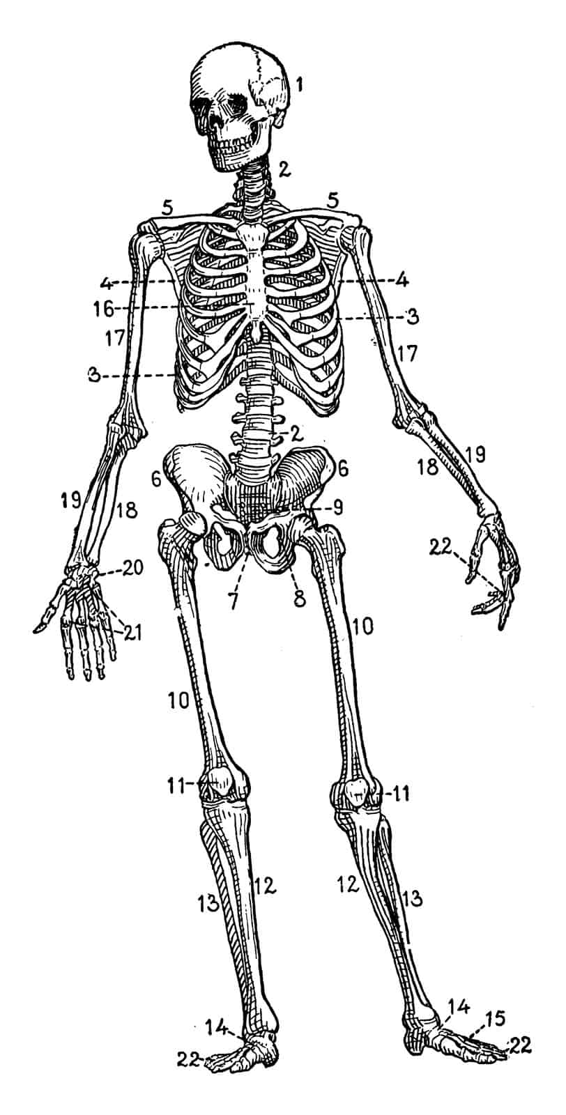 skeletal system, skeleton LearningMole